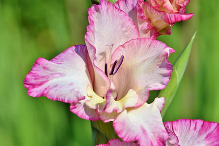 white and pink flowers thumbnail