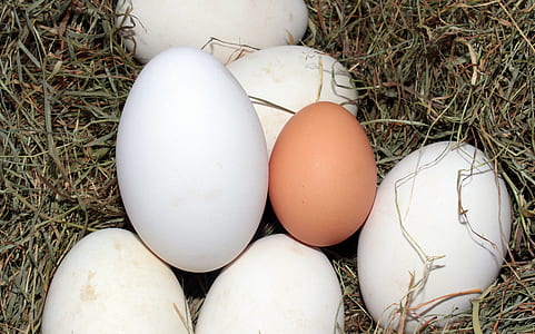 brown egg surrounded by white eggs thumbnail
