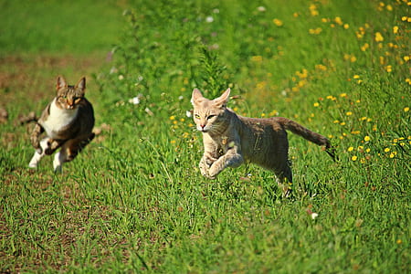 two brown cats running on grass field during daytime thumbnail