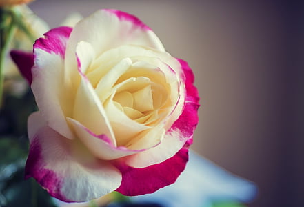 white and pink rose flower in closeup photo thumbnail