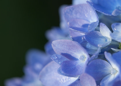 macro photo of purple hydrangea flowers with dew drops thumbnail