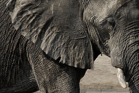 close up photo of gray elephant thumbnail