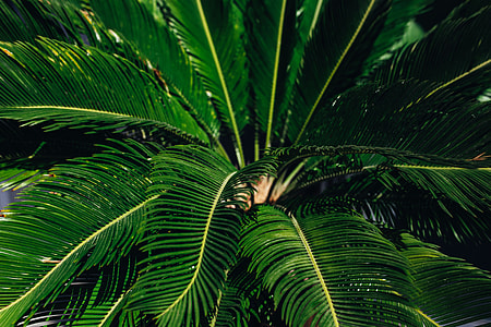 Close-ups of green plant leaves thumbnail