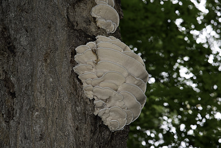 Fungus on the tree in Algonquin Provincial Park, Ontario thumbnail