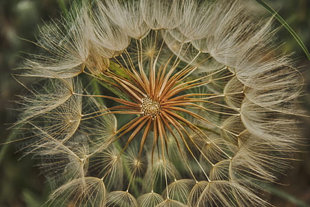 macro photography of orange and white flower thumbnail