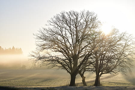 two bare trees thumbnail
