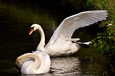 two white swans thumbnail