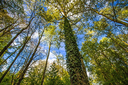 bottom view of green leafed tree thumbnail