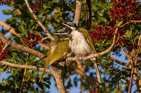 two brown bird on tree branches thumbnail