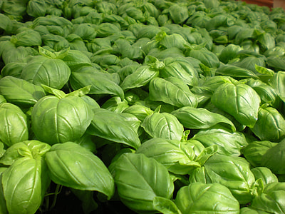 green leafed plants thumbnail