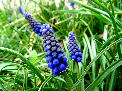 Muscari, Spring Flower thumbnail