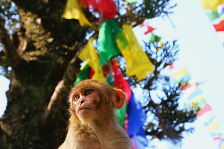 brown monkey thumbnail