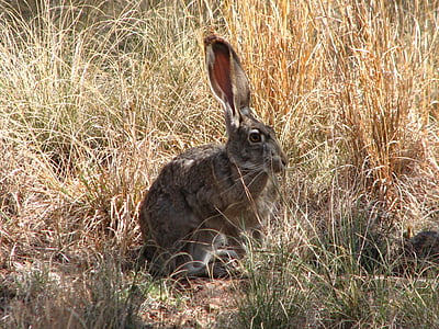 gray rabbit on green grass thumbnail