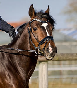 selective focus photography of brown horse thumbnail