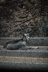 Goat Resting On Concrete Floor thumbnail