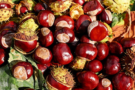 round red fruits thumbnail