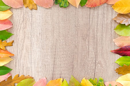 photo of brown, green, and yellow leaves forming rectangle thumbnail
