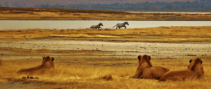 pack of lioness thumbnail