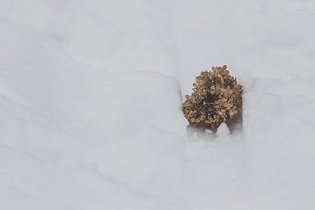 Close up of a round ball of dried flowers fallen on white snow thumbnail