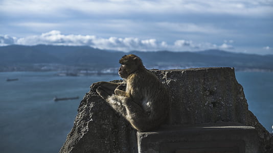 brown monkey sitting on gray concrete during daytime thumbnail
