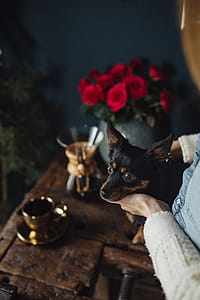 Enjoying a finely brewed coffee and playing with a dog thumbnail
