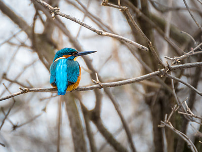 blue and brown bird perched on gray tree branch thumbnail