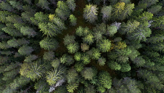 bird's eye view photography of forest thumbnail