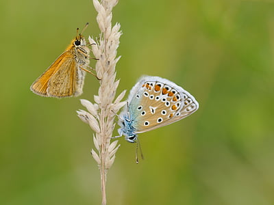 macro photography of two moths on wheat plant thumbnail