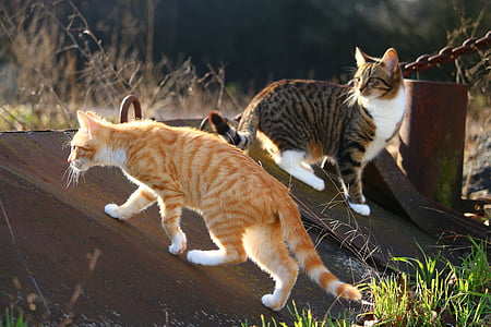 short-haired orange and brown cats on brown metal board thumbnail