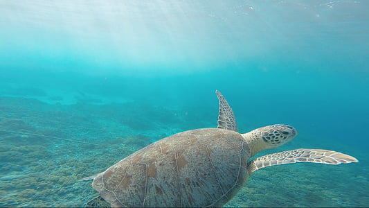 wide angle shot of sea turtle in water thumbnail