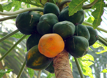 low angle view of papaya thumbnail