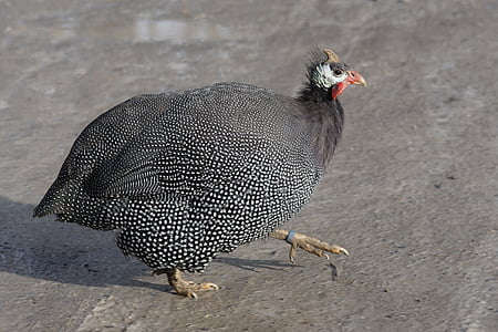 gray turkey thumbnail