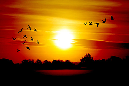 flocks of bird during the horizon thumbnail