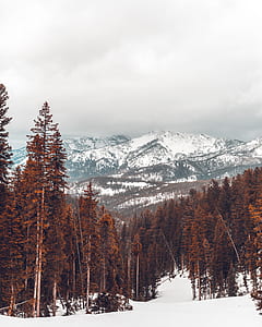 snow-covered mountain near green trees thumbnail