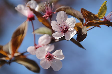 close-up photography of white cherry blossoms in bloom thumbnail