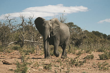 gray elephant walking on open field at daytime thumbnail