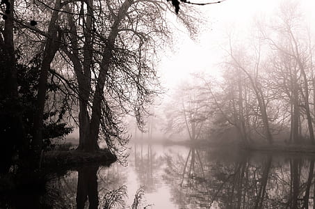 grayscale photo of bare trees thumbnail