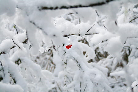 red flower surrounded by snow during daytime thumbnail