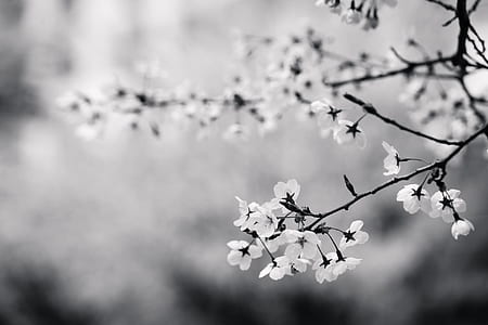 black-and-white, flowers, branch, cherry blossom thumbnail