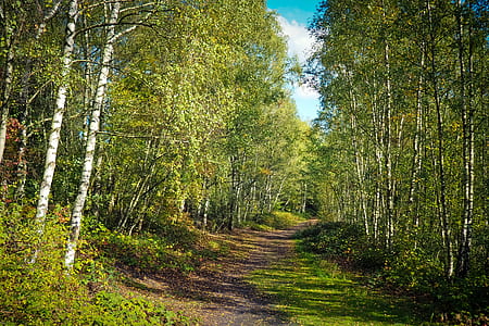 empty road between green leaf trees thumbnail