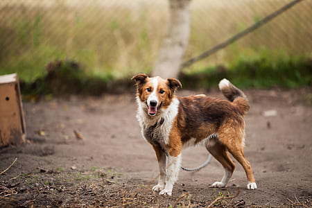 Border Collie Outdoor Near Brown Wooden Dog House thumbnail