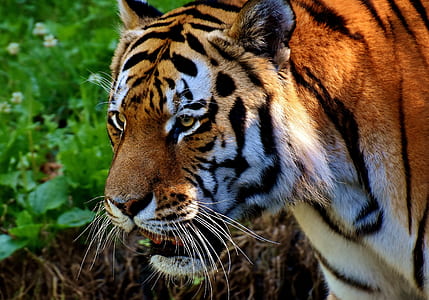 closeup photography of tiger at forest thumbnail
