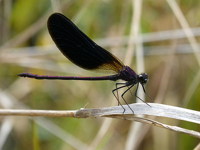 Dragonfly, Black Dragonfly thumbnail