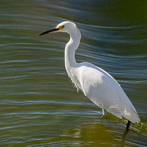 white bird on body of water thumbnail