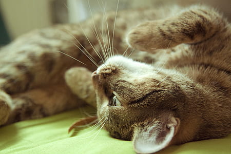 adult brown and black cat lies on green textile thumbnail