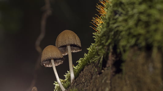 tilt shift focus of mushroom thumbnail