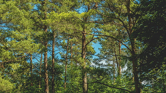 nature, forest, trees, branches thumbnail