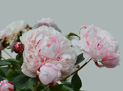 white and pink flowers thumbnail