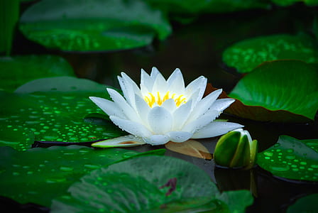 white water lily on water thumbnail
