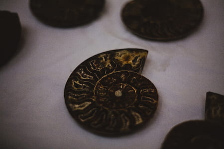 Copper Conch Shell Coin thumbnail
